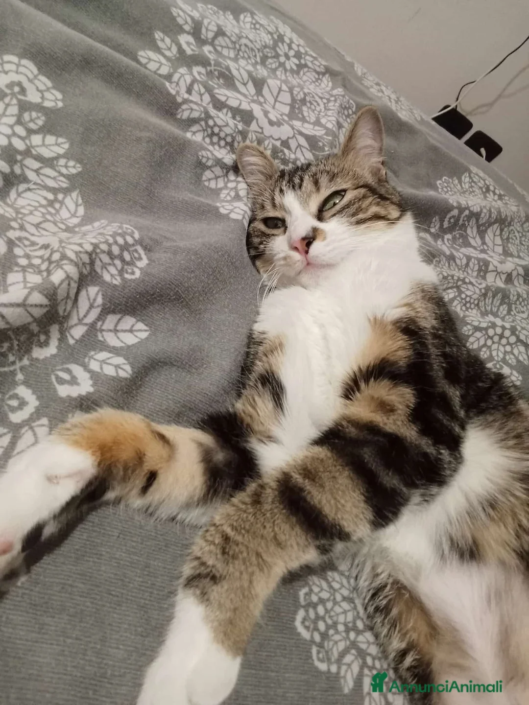 Meticcio cani in regalo: Zoe deliziosa micia di un anno - Annuncio 2