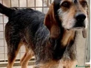 Meticcio cani Segugino ENTRATO IN CANILE NEL 2012!! URBINO SOS a Città metropolitana di Milano - Annuncio 2