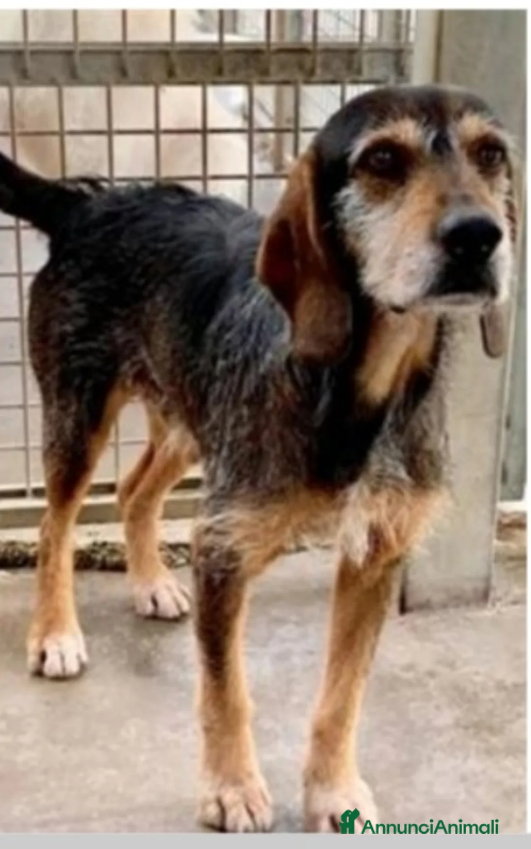 Meticcio cani in regalo: Segugino ENTRATO IN CANILE NEL 2012!! URBINO SOS a Città metropolitana di Milano - Annuncio 1