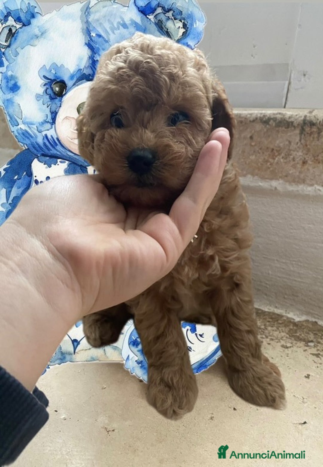 Barboncino Toy cani in vendita: Cuccioli Barboncini toy - Annuncio 7