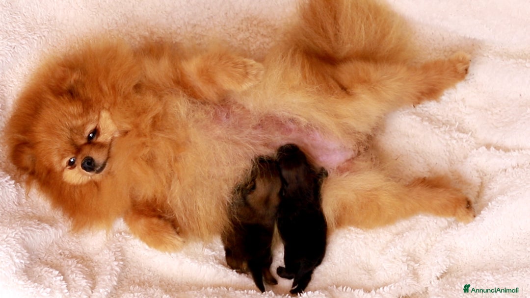 Volpino Pomerania cani in vendita: Pomerania nano maschio  - Annuncio 5