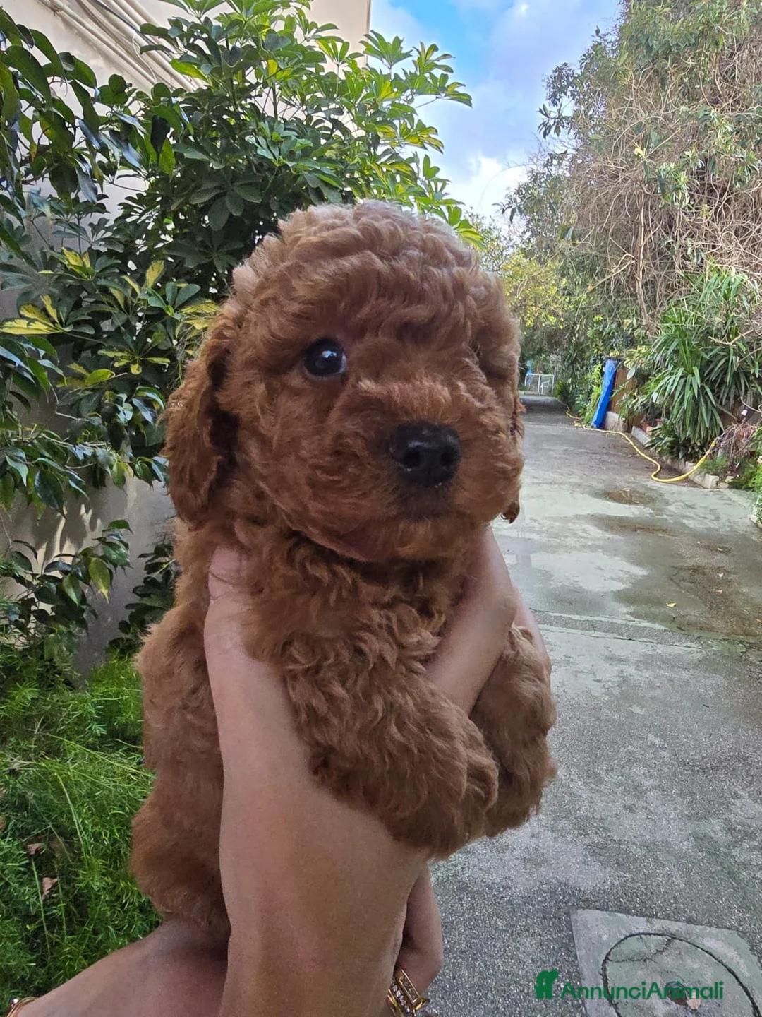 Barboncino cani in vendita: Barboncini red  a Città Metropolitana di Napoli - Annuncio 2