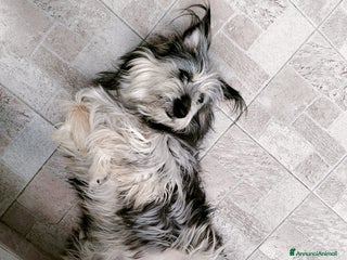 Meticcio cani LA SPLENDIDA JOY - Annuncio 6