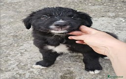 Meticcio cani in regalo: Laika & Brika, 65 giorni a Provincia di Bergamo - Immagine 7