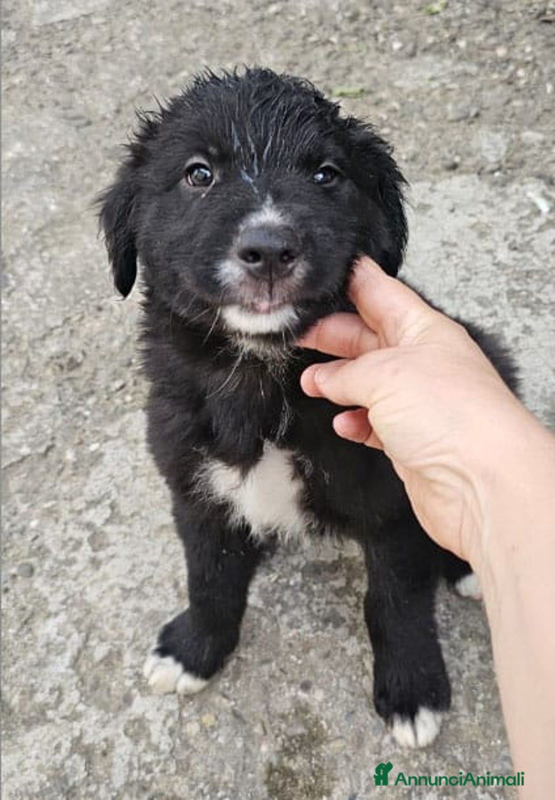 Meticcio cani in regalo: Laika & Brika, 65 giorni a Provincia di Bergamo - Immagine 7