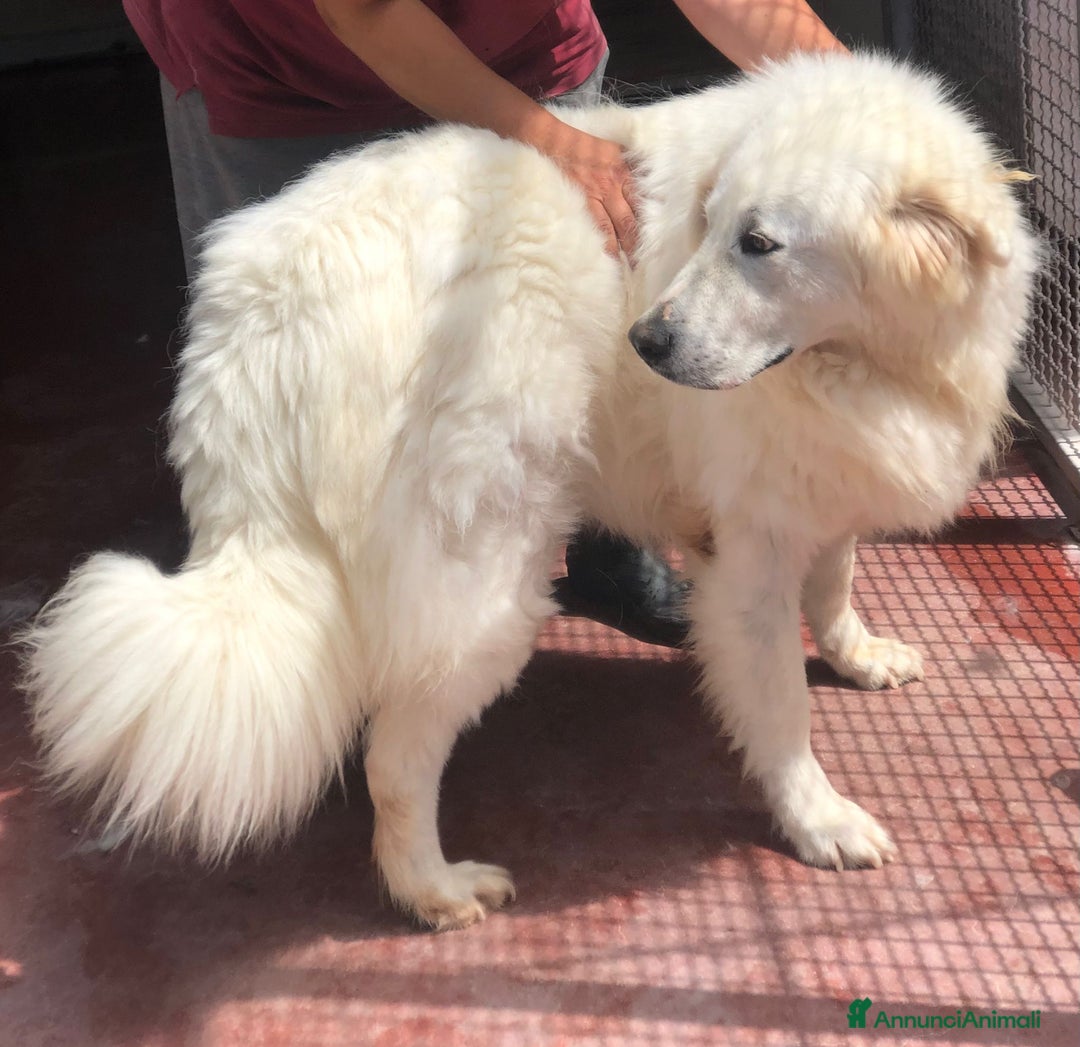 Pastore Maremmano cani in regalo: Splendida coppia di maremmani a Provincia di Viterbo - Immagine 3