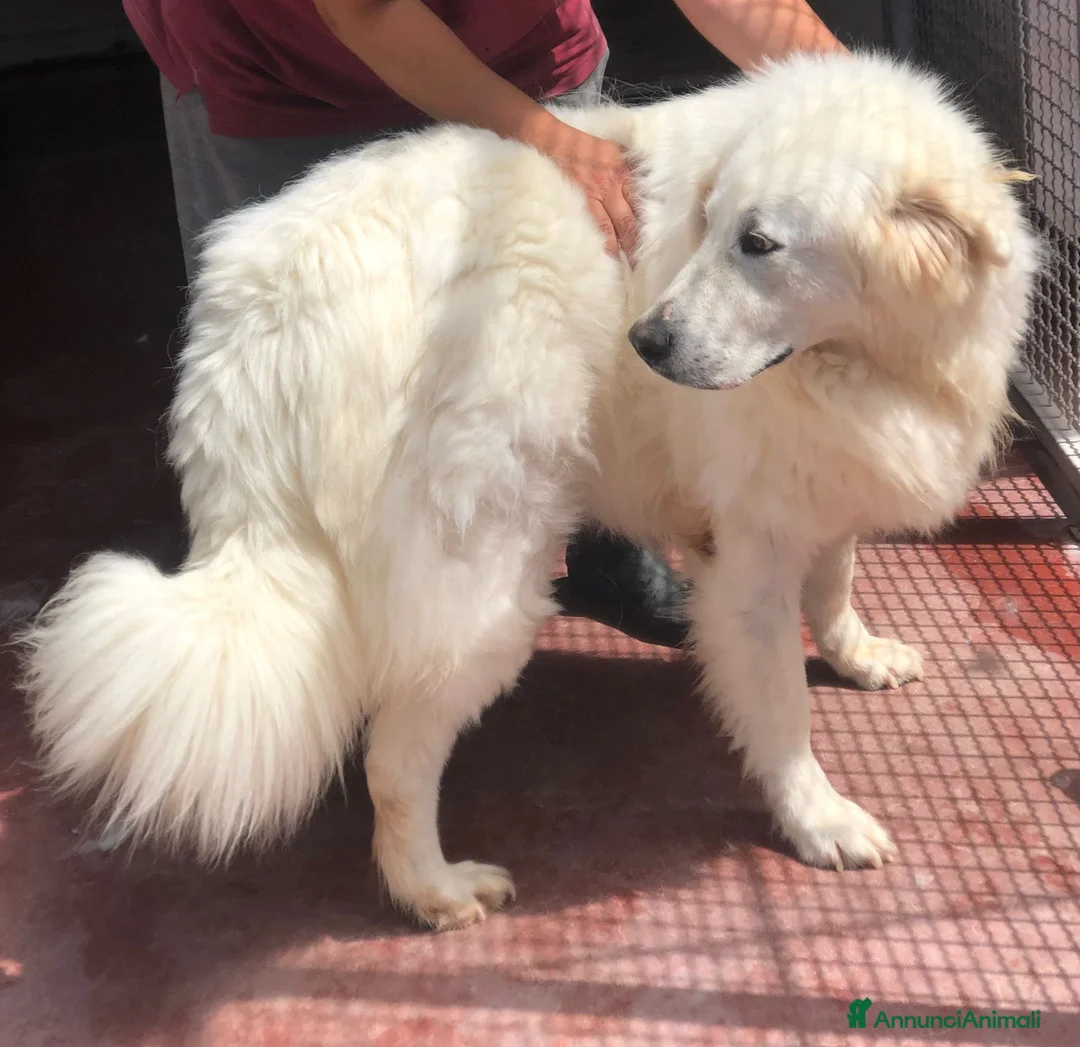 Pastore Maremmano cani in regalo: Splendida coppia di maremmani a Provincia di Viterbo - Annuncio 3