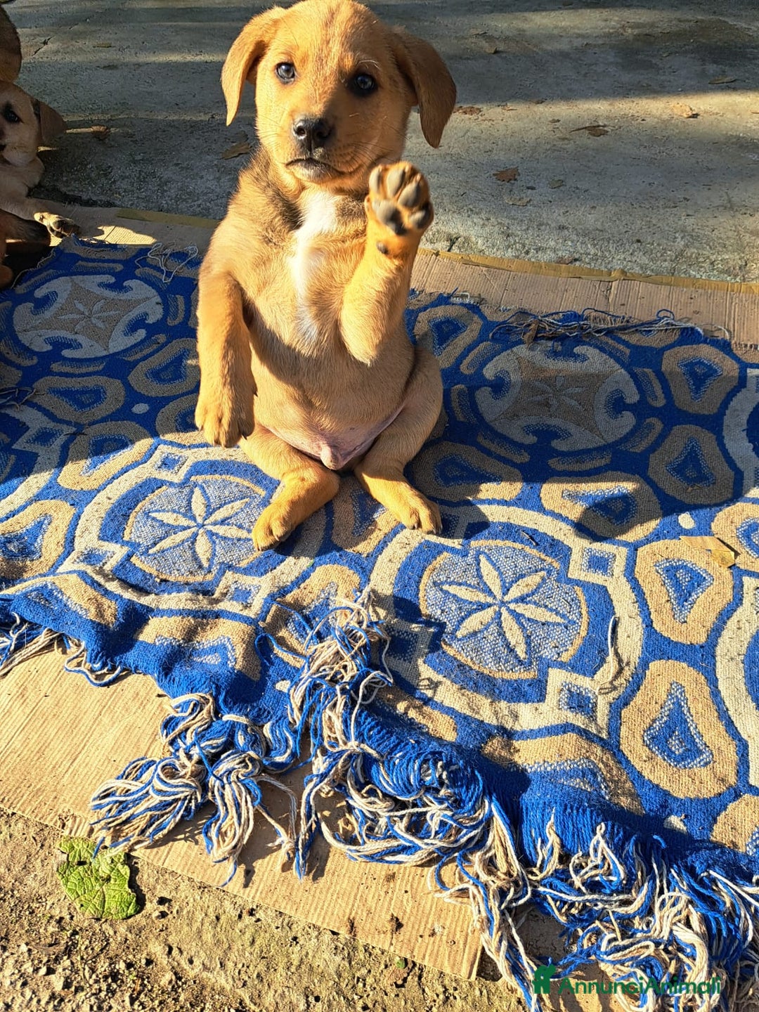 Meticcio cani in regalo: Si regalano i cagnolini  - Annuncio 5