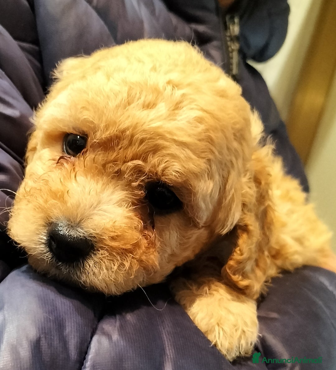 Barboncino cani in vendita: Barboncini nani  - Annuncio 5