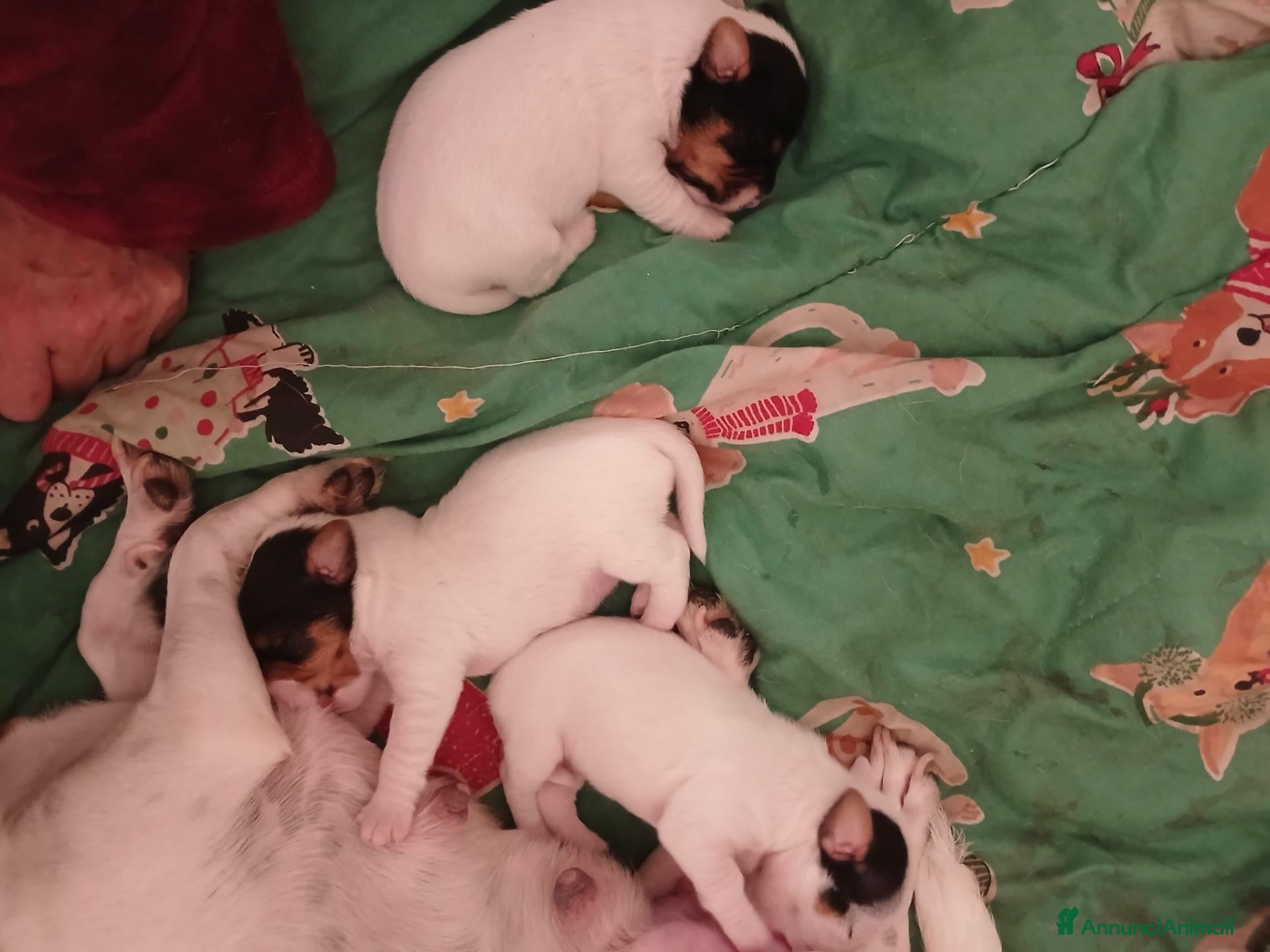 Jack Russell cani Gek russel  i  toy - Annuncio 33