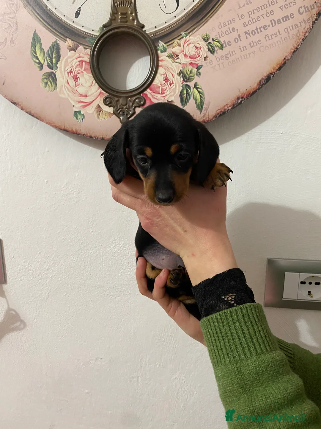 Bassotto cani in vendita: Bassotto nano tedesco - Annuncio 9