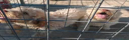 Lagotto cani in vendita: Lagotto Romagnolo  - Annuncio 2