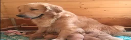 Golden Retriever cani in vendita: Ultime due cucciole di Golden Retriver  - Annuncio 4