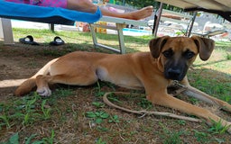 Meticcio cani in regalo: Cerco famiglia per questo adorabile cucciolo - Immagine 1