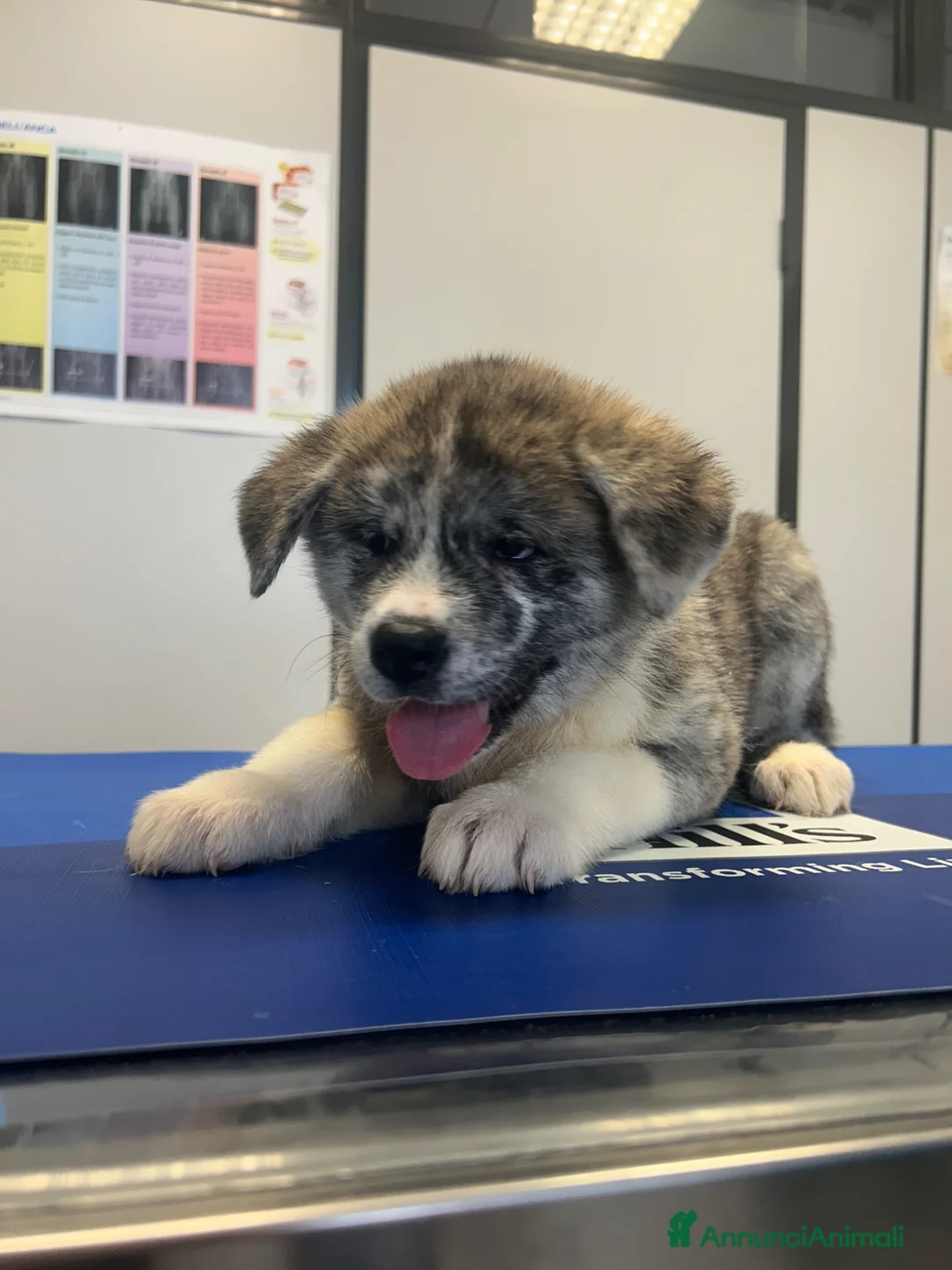Akita Inu cani in vendita: Cuccioli Akita innu - Annuncio 2