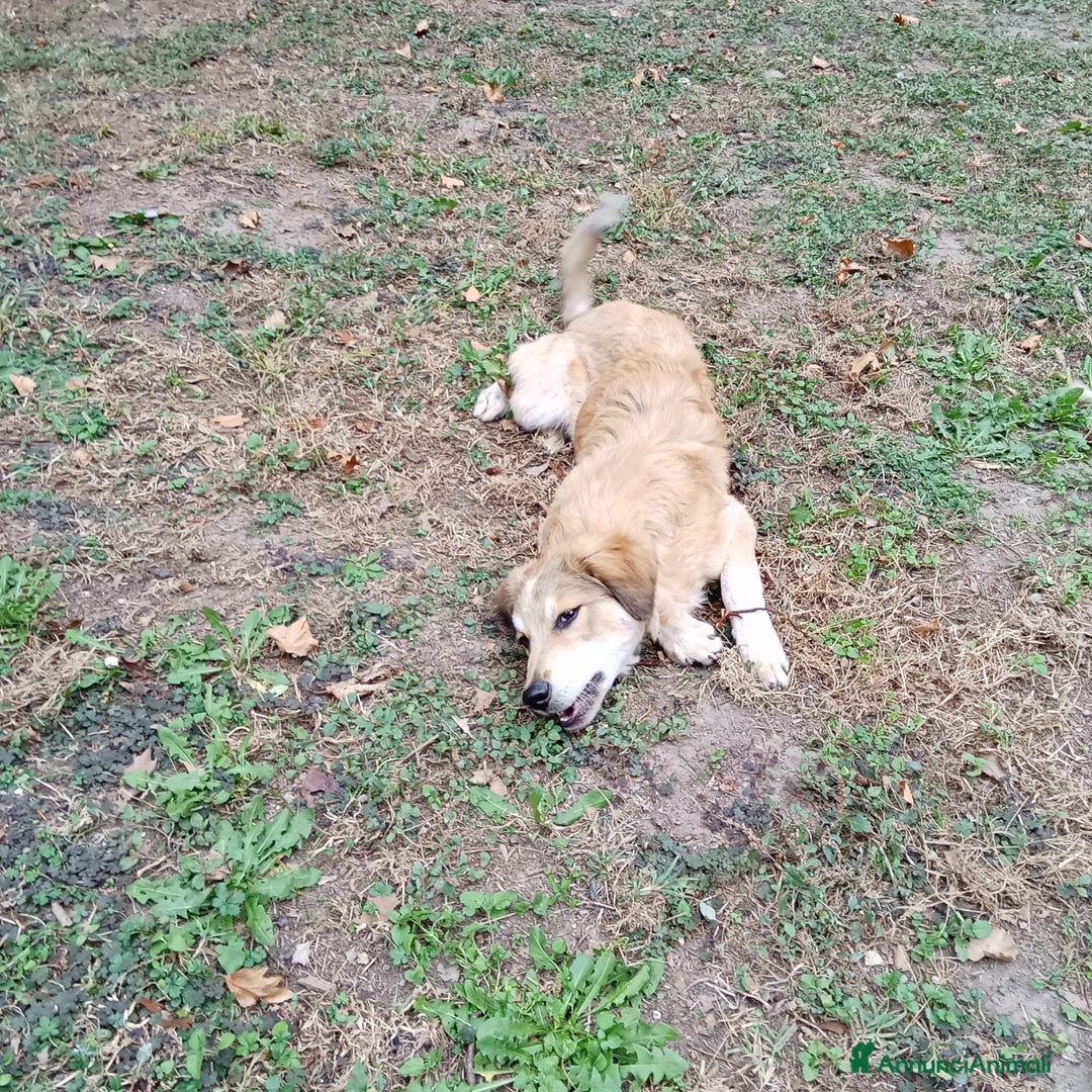 Meticcio cani in regalo: Adozione cucciolo Apollo - Annuncio 1