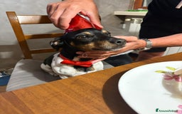 Jack Russell cani per accoppiamento: Charlie cerca fidanzatina !! - Immagine 1