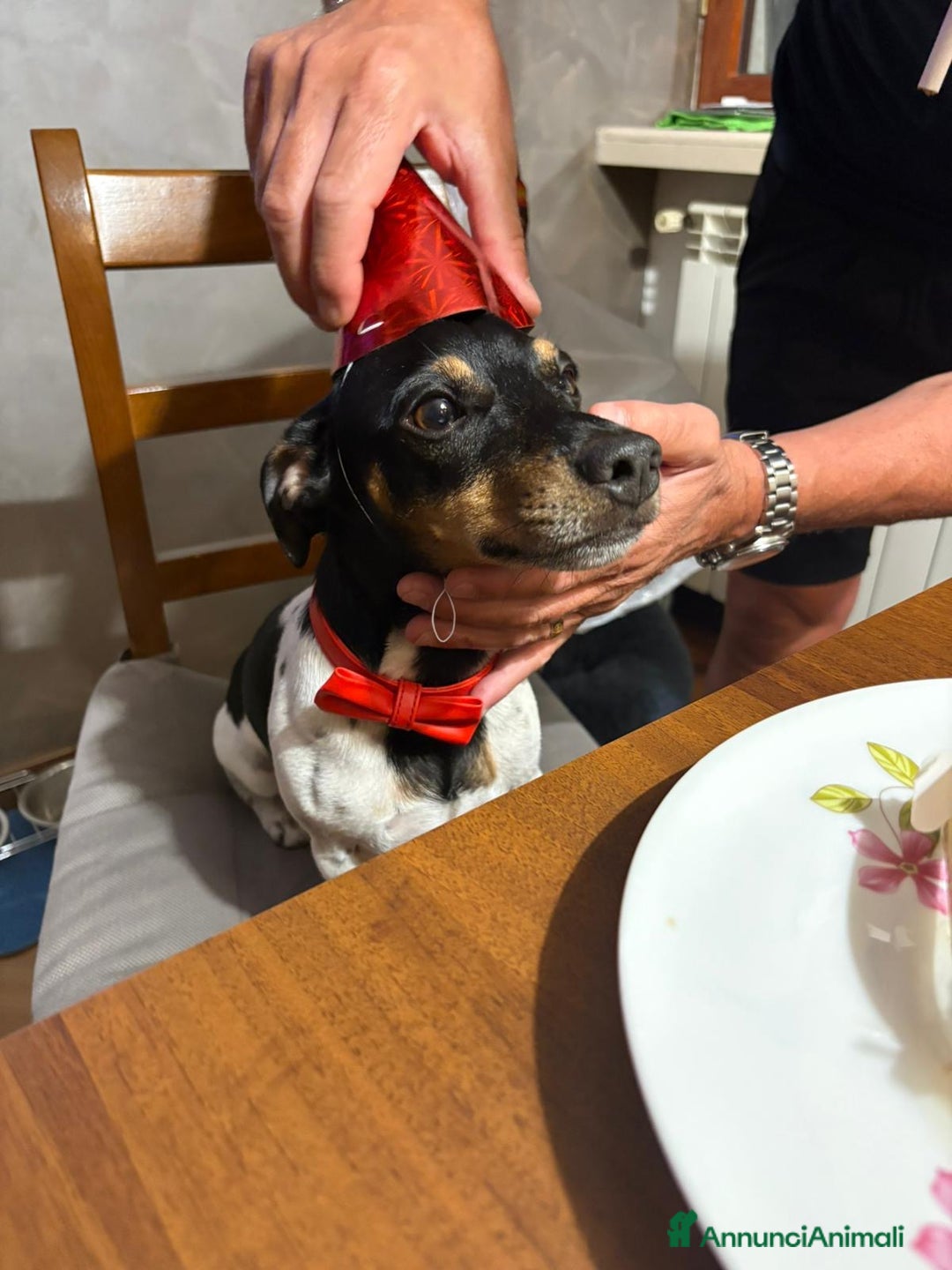 Jack Russell cani per accoppiamento: Charlie cerca fidanzatina !! - Immagine 1