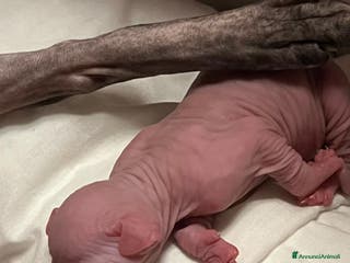 Sphynx gatti Sphynx a Città metropolitana di Roma Capitale - Annuncio 12