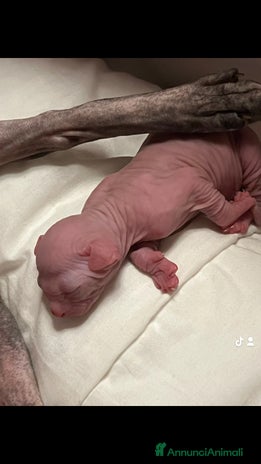 Sphynx gatti a Città metropolitana di Roma Capitale - Annuncio 19