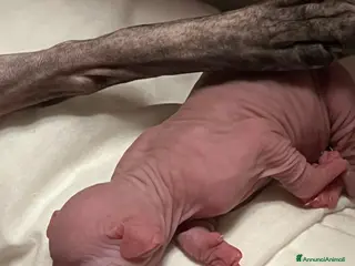 Sphynx gatti Sphynx a Città metropolitana di Roma Capitale - Annuncio 33