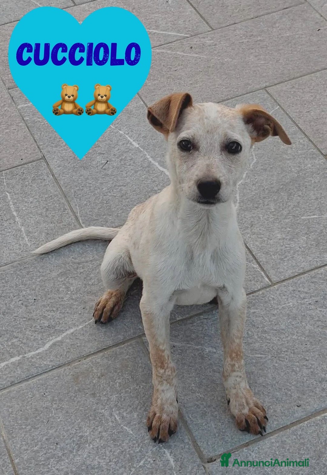 Meticcio cani in regalo: CUCCIOLO 💙 - di nome e di fatto!! Cerca casa 🙏🏻 - Annuncio 2