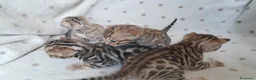 Bengala gatti in vendita: Bengala cuccioli con pedegree - Annuncio 2
