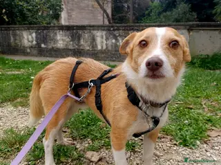 Jack Russell cani CLIP UN CANE DAVVERO SFORTUNATO, IN ADOZIONE - Annuncio 1