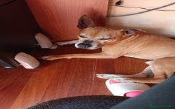 American Staffordshire cani in regalo: Cedo Amstaff maschio a Provincia di Bergamo - Immagine 2