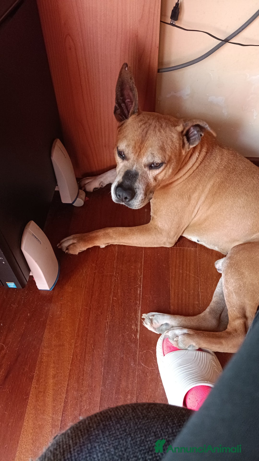 American Staffordshire cani in regalo: Cedo Amstaff maschio a Provincia di Bergamo - Immagine 2
