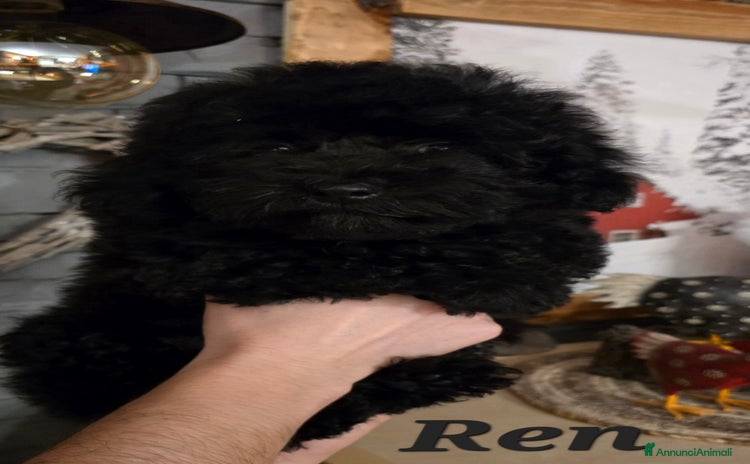 Barboncino Toy cani Barboncino TOY total black  - Annuncio 1