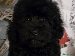 Barboncino Toy cani Barboncino TOY total black - Annuncio 15