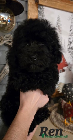 Barboncino Toy cani Barboncino TOY total black - Annuncio 1