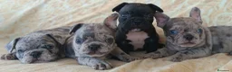 Bulldog Francese cani in vendita: Bulldog francese cuccioli  - Annuncio 3