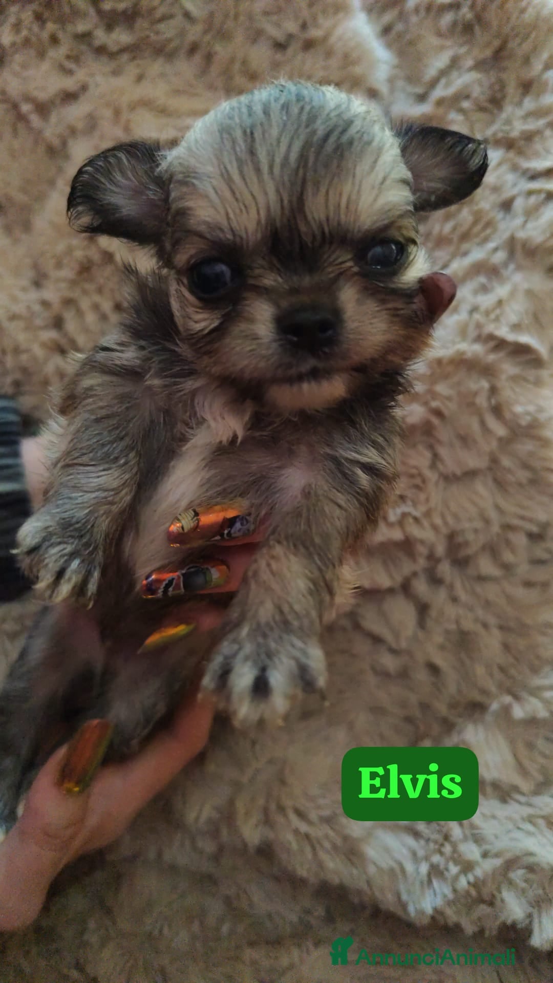 Chihuahua cani in vendita: Cuccioli chiuhahua  - Annuncio 3