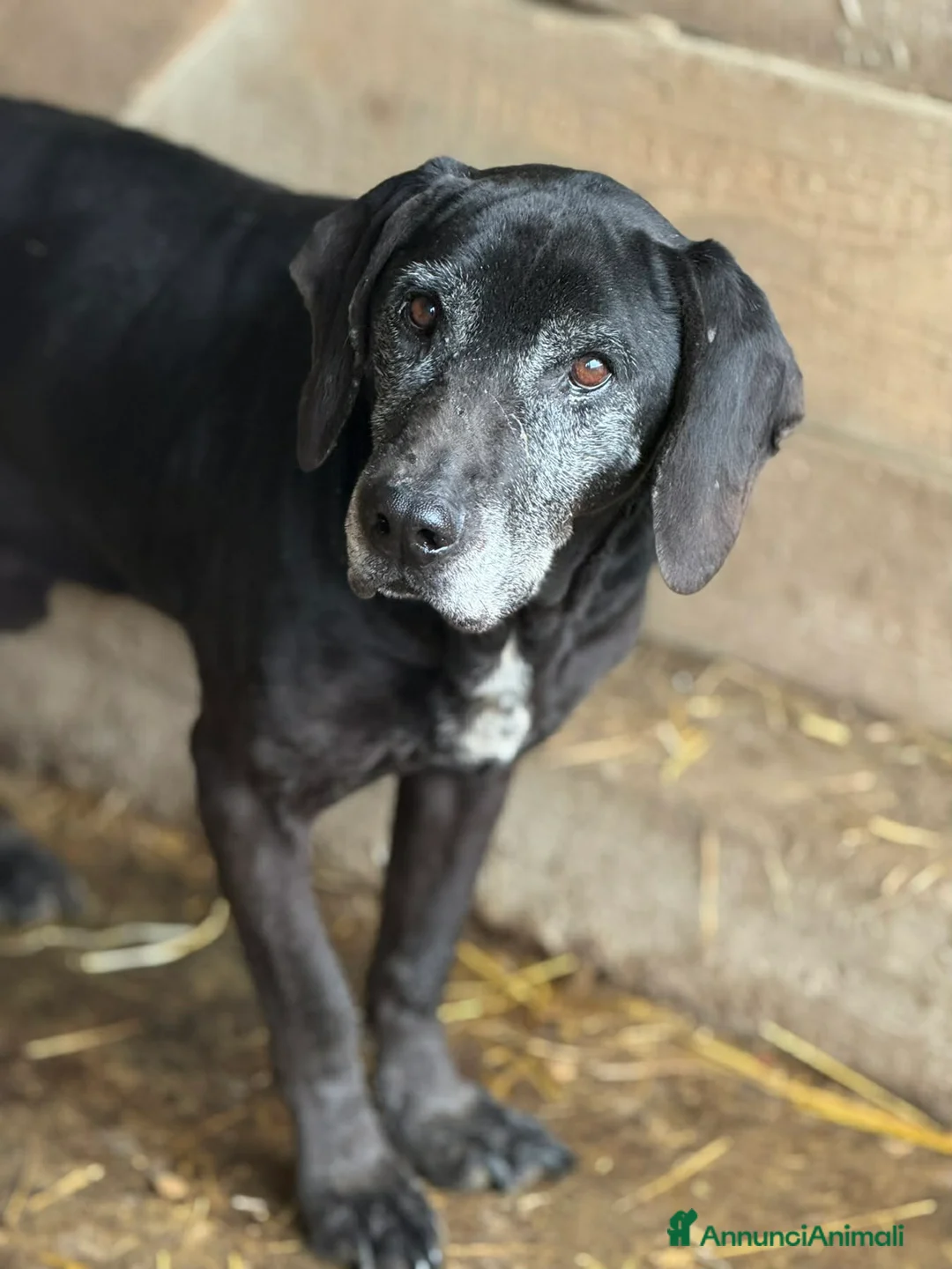 Meticcio cani in regalo: ORAZIO, bracchetto "vintage" rimasto solo. - Annuncio 2