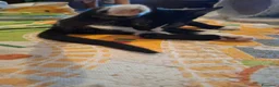Meticcio gatti in regalo: 3 mesi, nata in casa, mamma FIV FELV negativa  - Annuncio 9