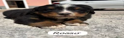 Bovaro del Bernese cani in vendita: Cuccioli del Bovaro del Bernese  - Annuncio 6