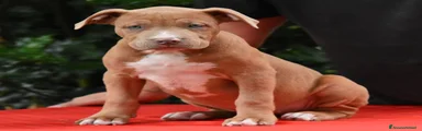 American Bully 5