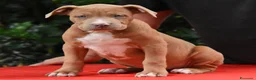 American Bully cani in vendita: Cucciole di American Bully XL. - Annuncio 11