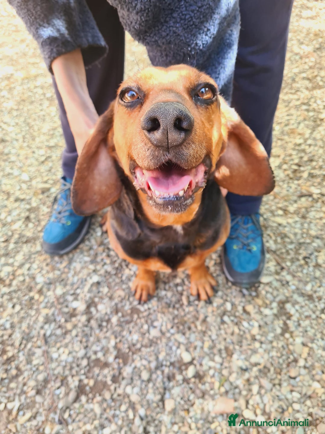 Meticcio cani in regalo: PIPPO, buffo nanetto invisibile. - Annuncio 7
