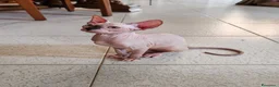 Sphynx gatti in vendita: Disponibili splendidi cuccioli di Sphynx ✨ - Annuncio 19