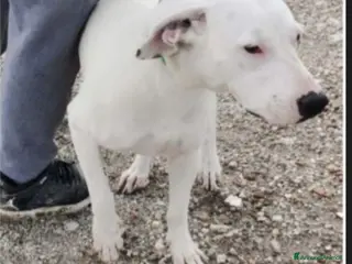 Meticcio cani Mix Dogo femmina in canile da oltre 3anni CAMPANIA a Città metropolitana di Milano - Annuncio 4
