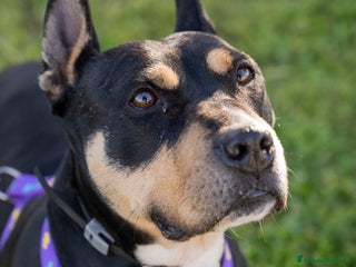 Meticcio cani ROMANA, GIOVANE AMERICAN BULLY/AMSTAFF - Annuncio 14