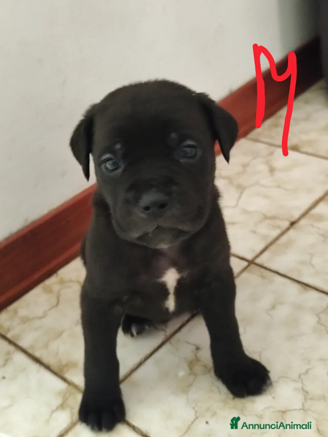 Cane Corso cani in vendita: Cuccioli di cane corso  - Annuncio 19