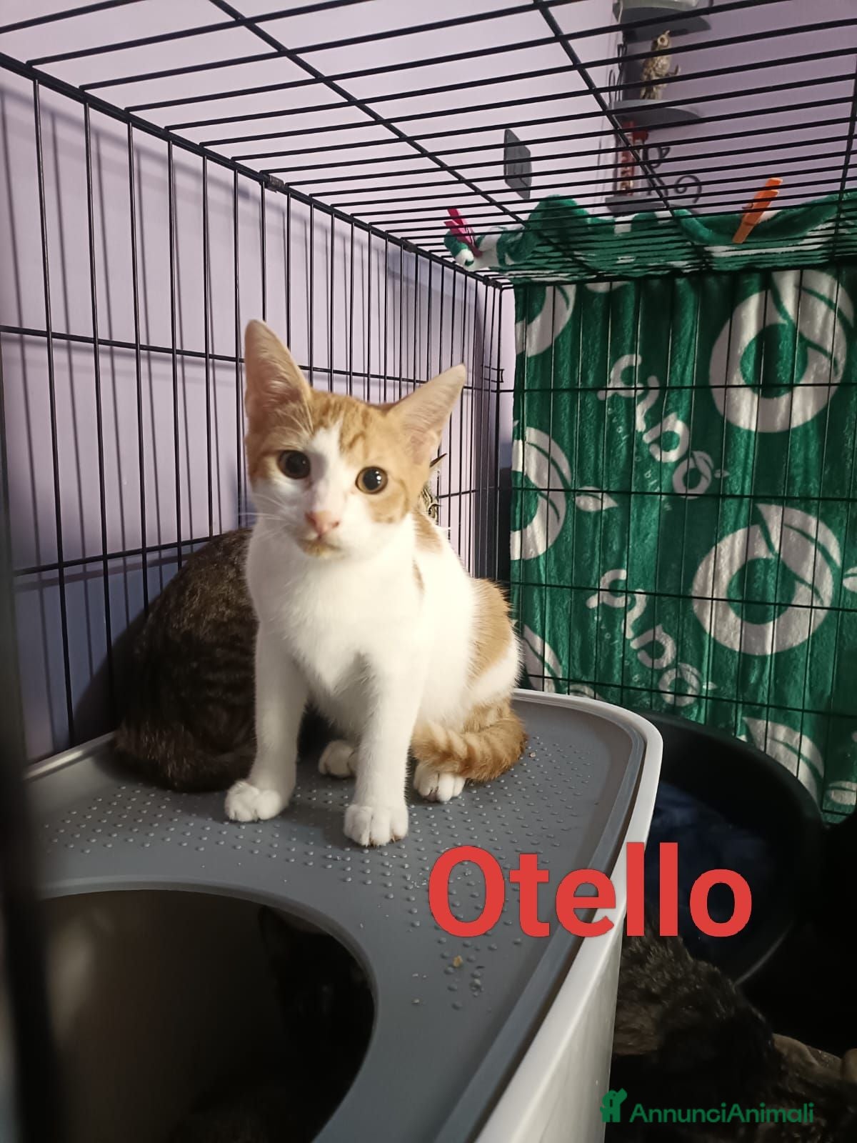 Meticcio gatti Otello  - Annuncio 22