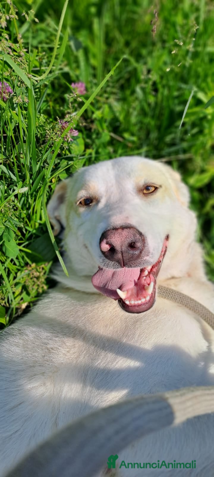 Meticcio cani MOLLY  - Annuncio 1