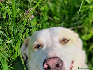 Meticcio cani MOLLY - Annuncio 38