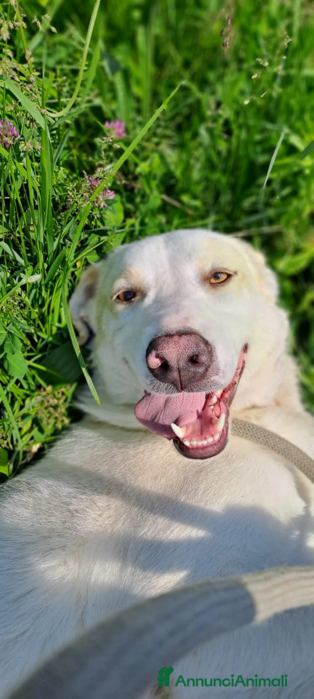 Meticcio cani in regalo: MOLLY  - Annuncio 1