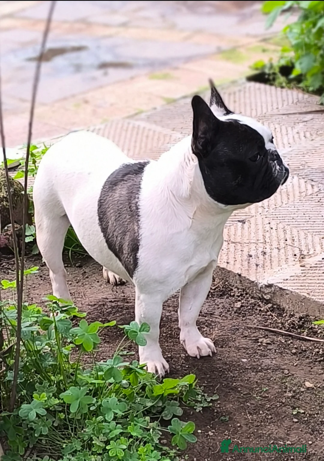 Bulldog Francese cani per accoppiamento: Bulldog francese x monta enci a Provincia di Salerno - Annuncio 7